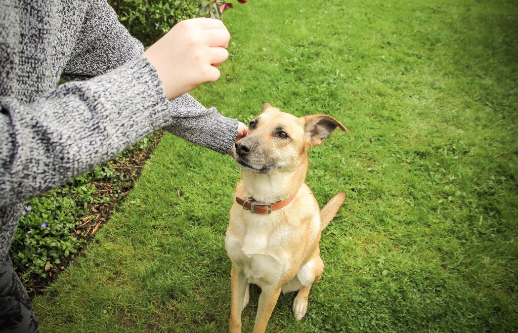 woman training dog with treats