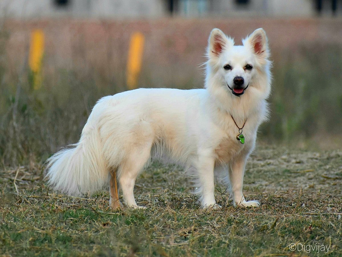 Indian Spitz 