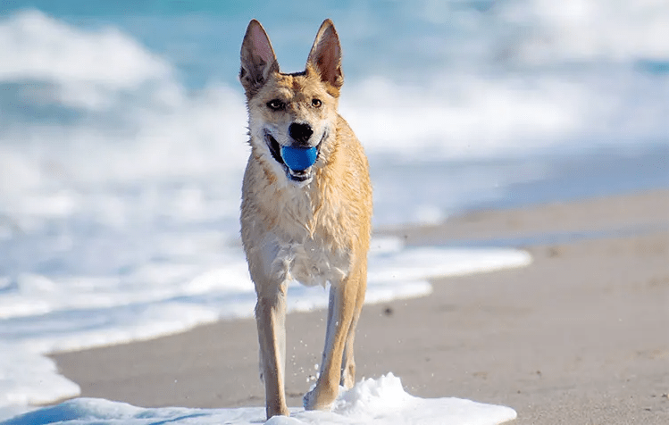 Carolina Dog Puppies