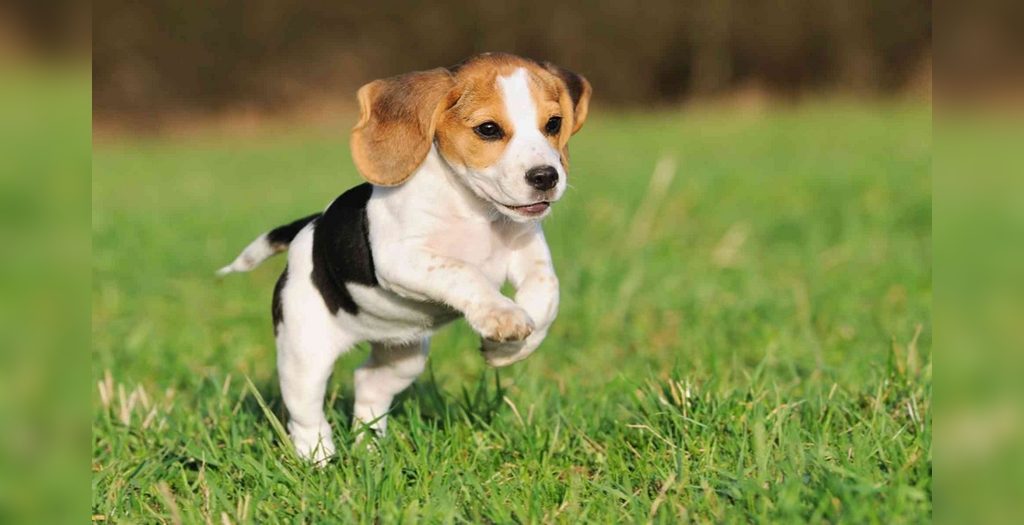 beagle dog