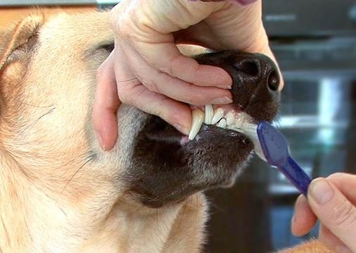 Dogs' Teeth Chattering