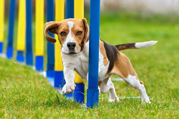 Training Tips for Small Dog Breeds