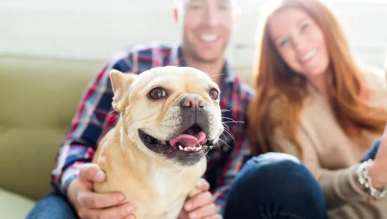USA, Utah, Salt Lake City, Couple with pug sitting on sofa