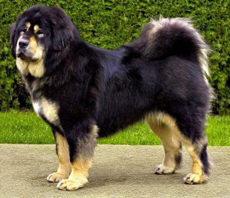 tibetan_mastiff