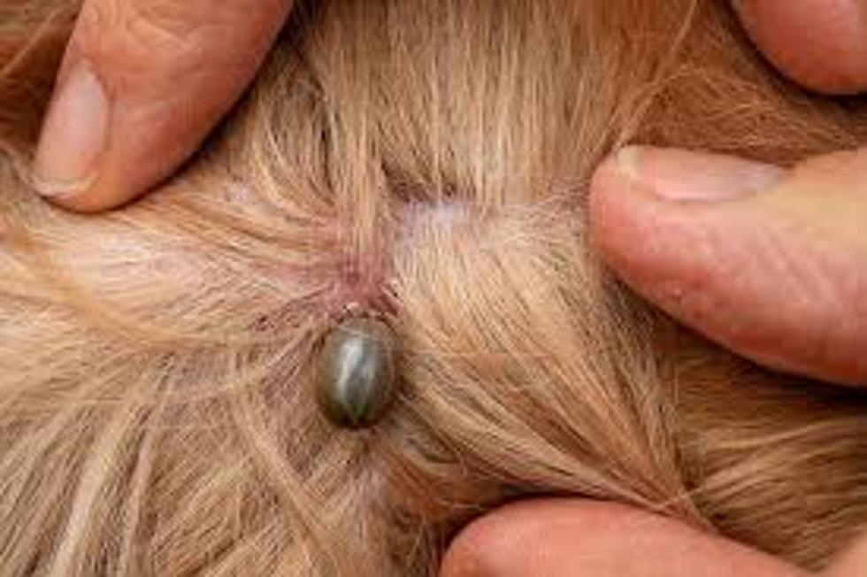 How to Remove Ticks from Dogs 